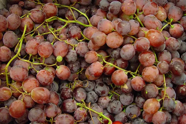 Bunch of red globe grapes, the source of grape skin extract