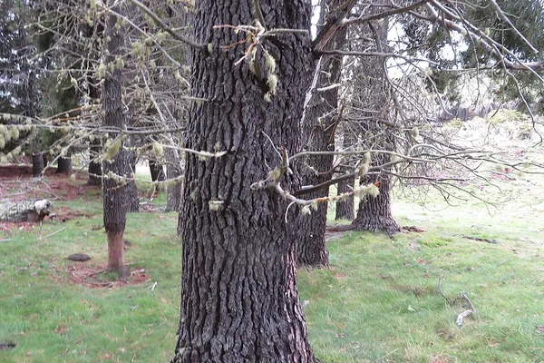 Trunk and bark of a maritime pine tree, Pinus pinaster
