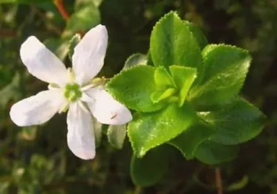 Buchu plant with small white flowers and leaves