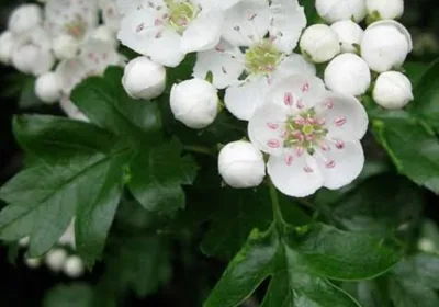 White hawthorn flowers and green leaves on the branch
