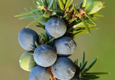 Blue juniper berries on a green juniper branch
