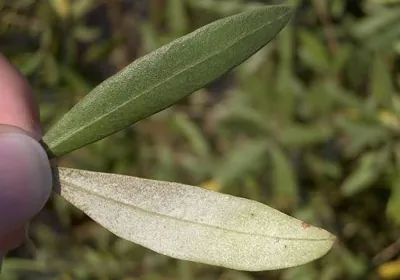 Silvery-green olive leaves held between two fingers