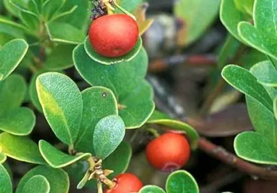 Uva ursi (bearberry) shrub with red berries and small green leaves