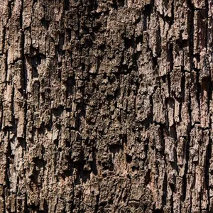 Tree bark texture