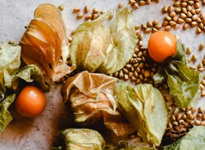 Ashwagandha winter cherry fruits