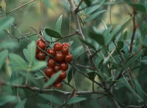 Catuaba tree branch with small red berries