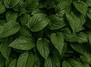 Green leaves illustrating the Horny Goat Weed herb