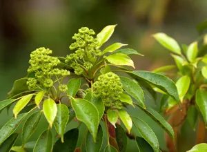Muira Puama plant with green leaves and flower clusters