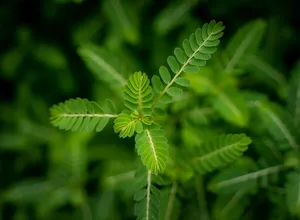 Tribulus terrestris plant with small green leaves